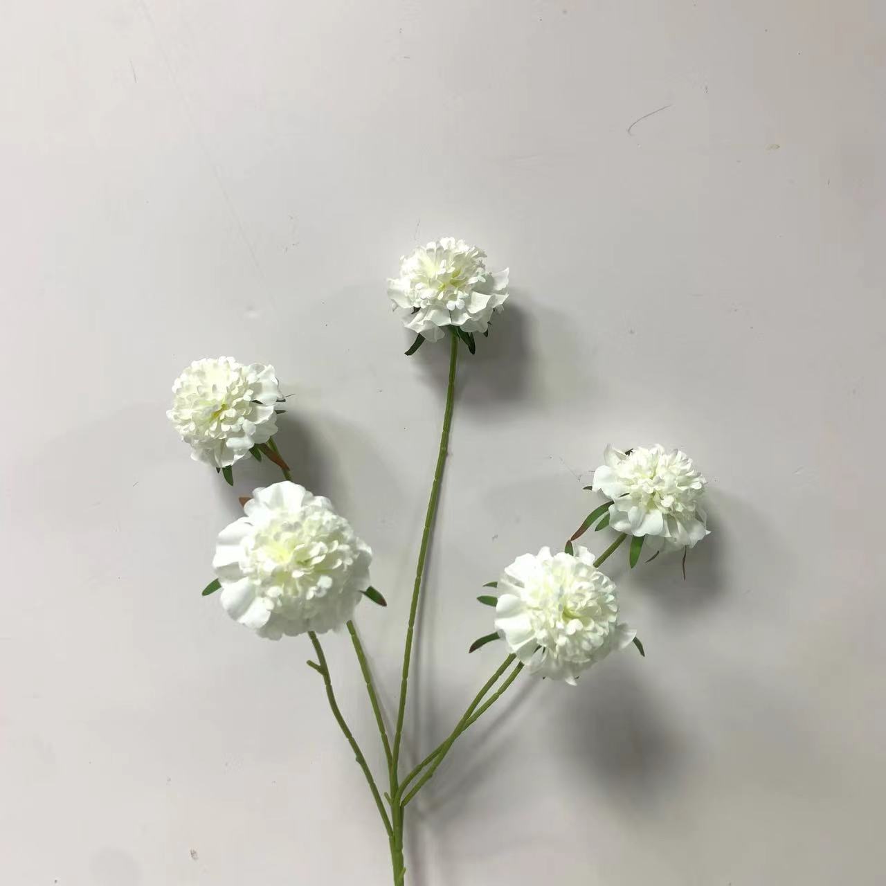 （租赁）白色5头轮峰菊